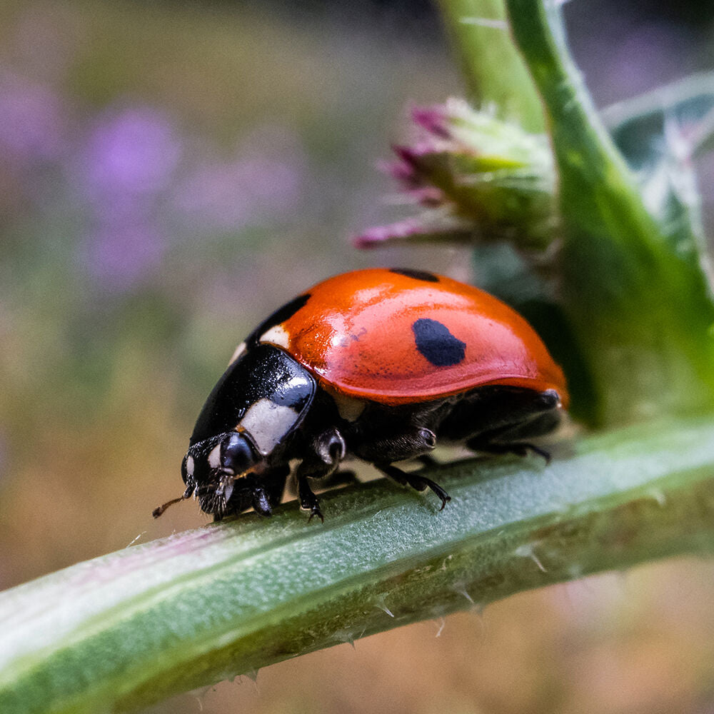 Lente AstrHori 18mm f/8 Macro Probe Vista 90° (Montura Canon EF)