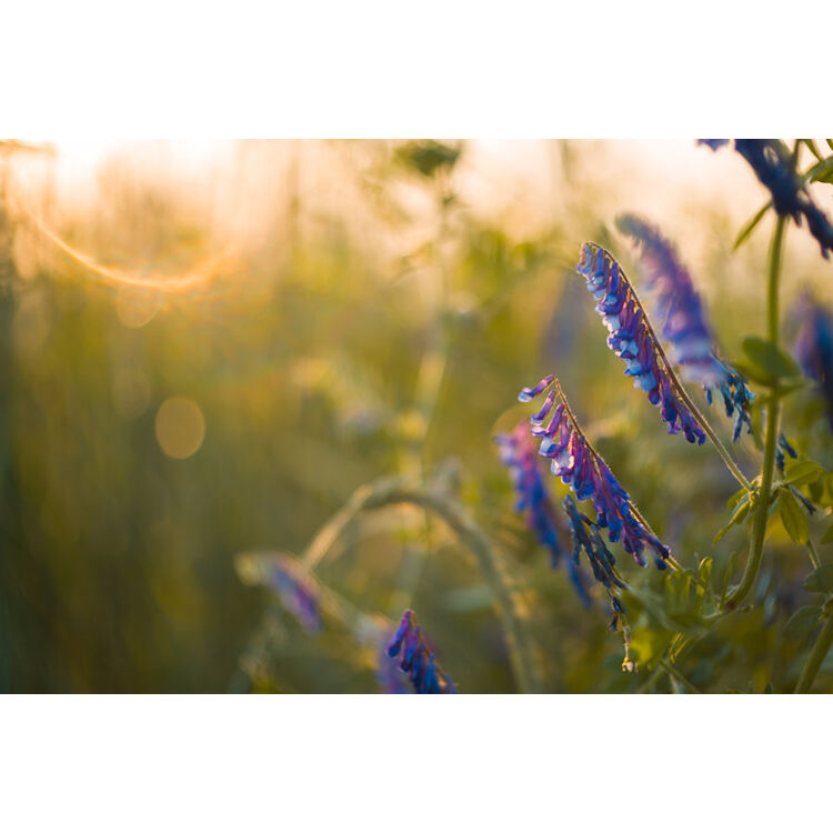 Lente Meyer-Optik Gorlitz Biotar 58mm f/1.5 II - contenido de la caja
