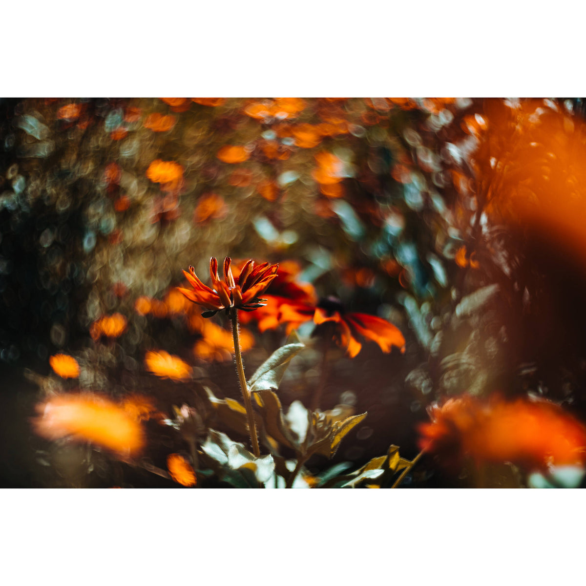 Lente Meyer-Optik Gorlitz Biotar 75mm f/1.5 II - puertos y conexiones