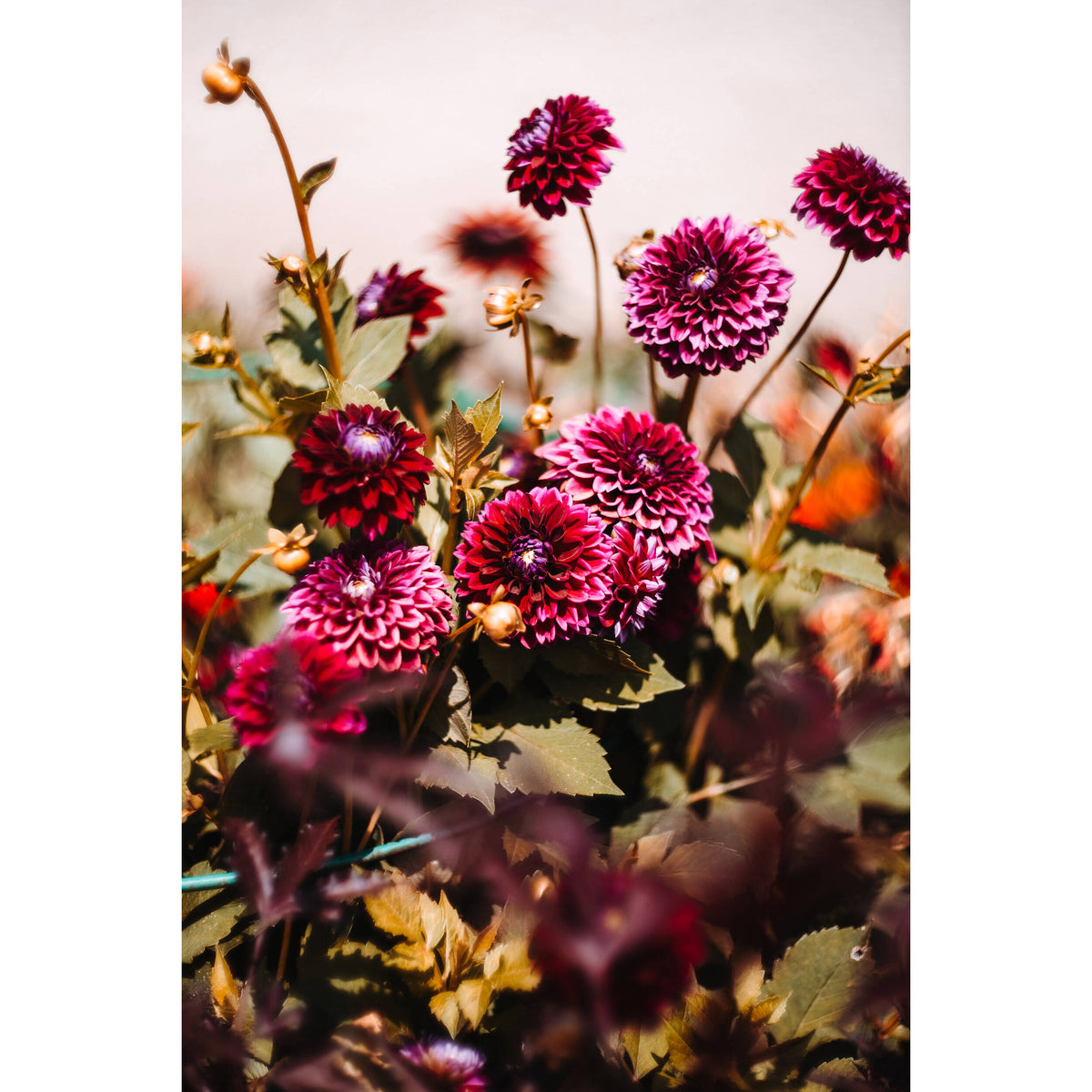 Lente Meyer-Optik Gorlitz Biotar 75mm f/1.5 II - detalle