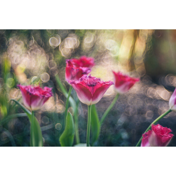 Lente Meyer-Optik Gorlitz Trioplan 100 f2.8 II - vista trasera
