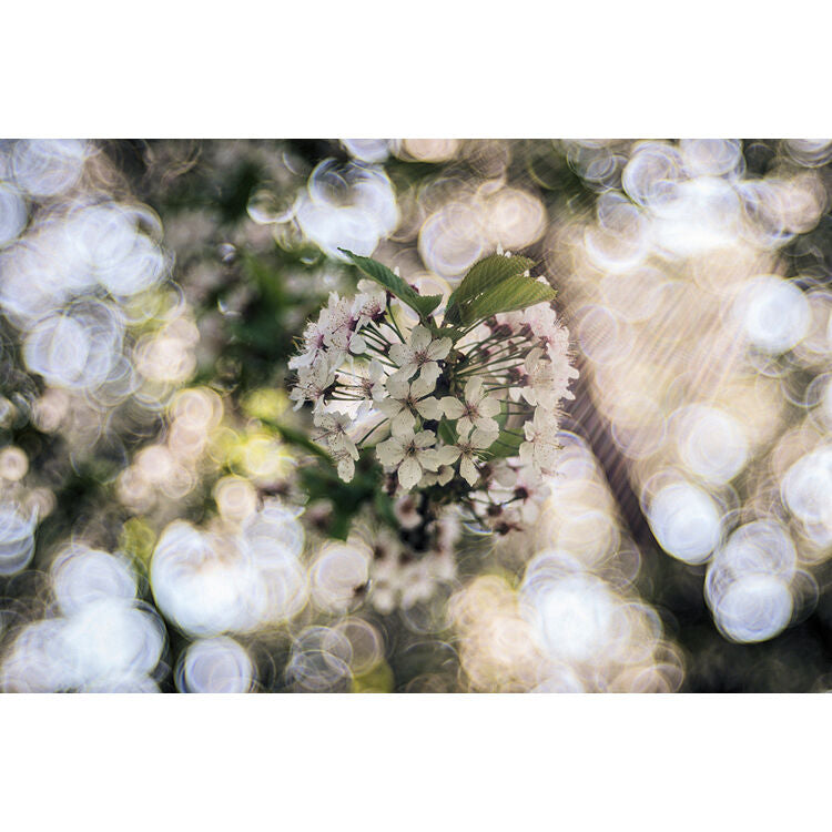 Lente Meyer-Optik Gorlitz Trioplan 100 f2.8 II - vista lateral
