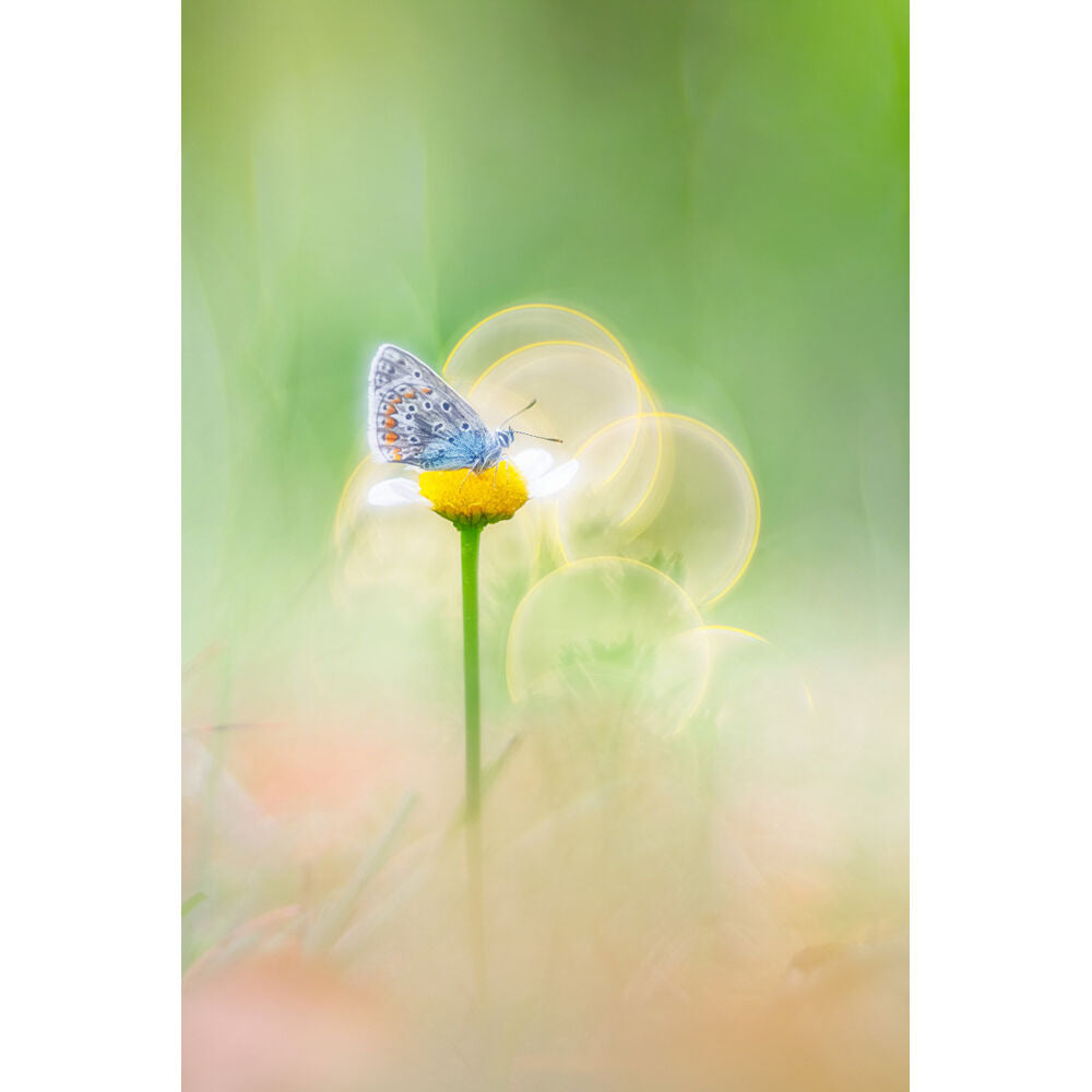 Lente Meyer-Optik Gorlitz Trioplan 100 f2.8 II - detalle