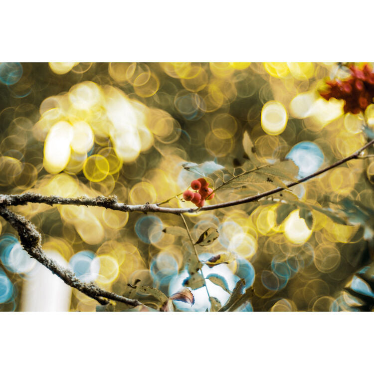 Lente Meyer-Optik Gorlitz Trioplan 100 f2.8 II - contenido de la caja