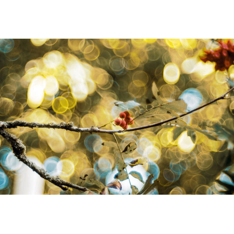 Lente Meyer-Optik Gorlitz Trioplan 100 f2.8 II - contenido de la caja