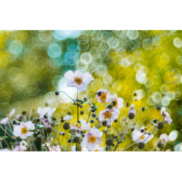 Lente Meyer-Optik Gorlitz Trioplan 100 f2.8 II - en uso
