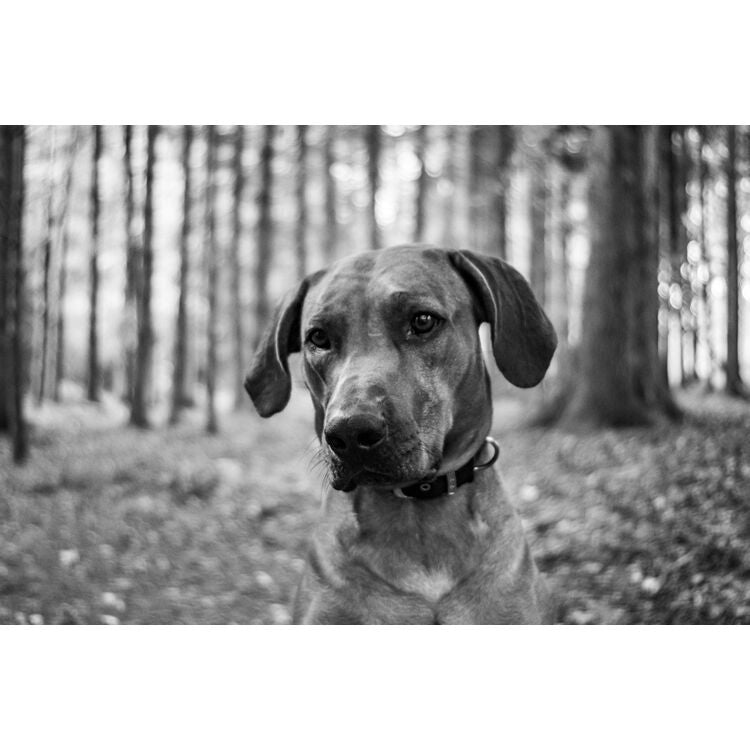 Lente Meyer-Optik Gorlitz Trioplan 35mm f/2.8 II - contenido de la caja