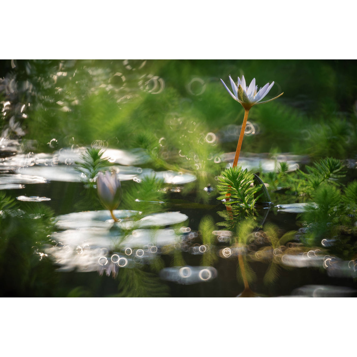 Lente NiSi 250mm f/5.6 Reflex - en uso