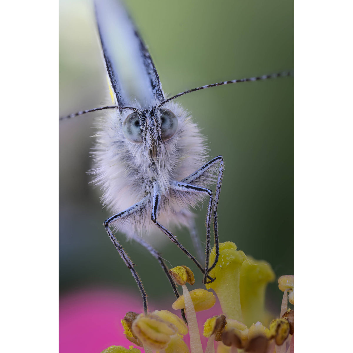 Lente Venus Optics Laowa 100mm f/2.8 2X Ultra Macro APO - vista trasera