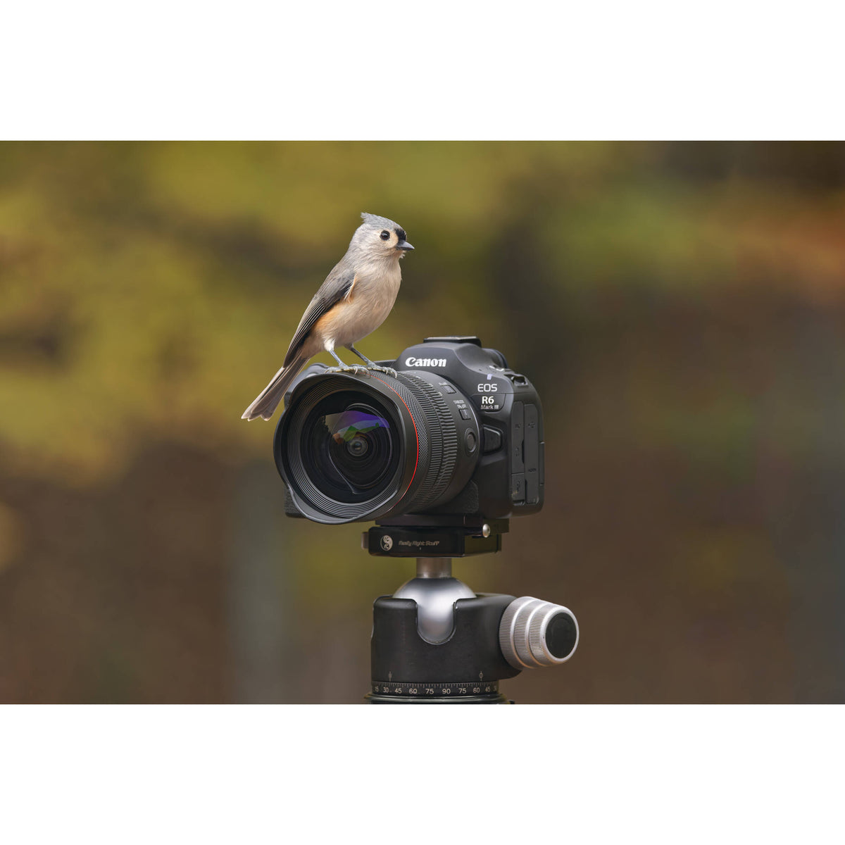 Cámara Digital Canon EOS R6 Mark III Mirrorless