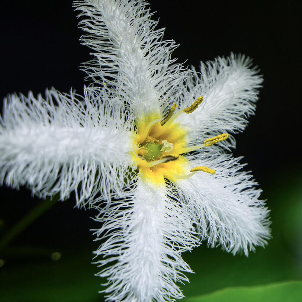 Lente AstrHori 18mm f/8 Macro Probe Vista 90° (Montura Canon EF)