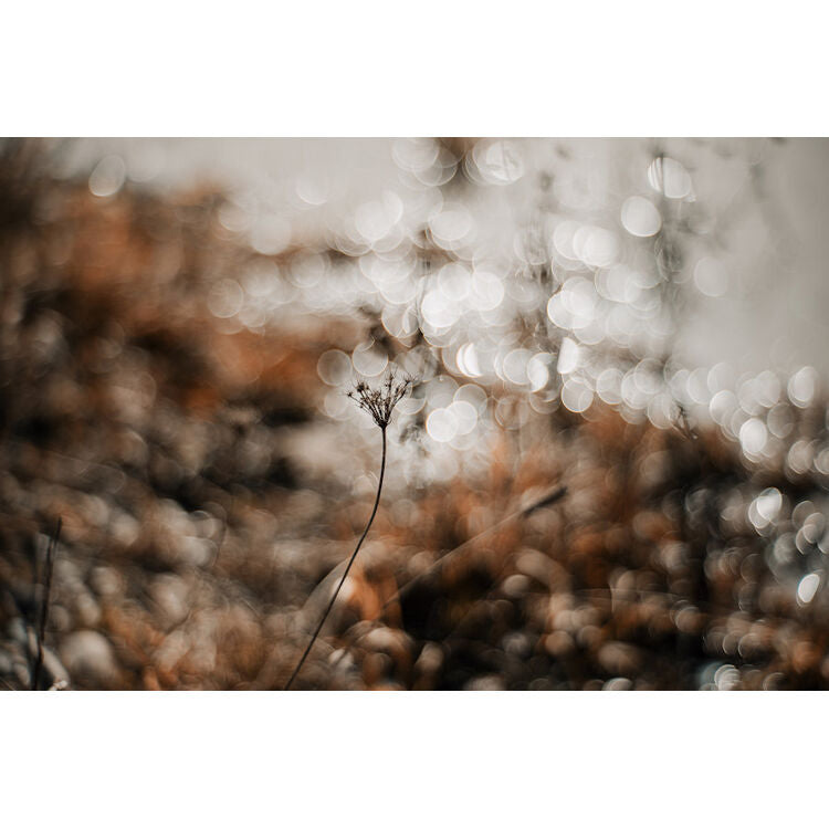 Lente Meyer-Optik Gorlitz Primoplan 58mm f/1.9 II - vista lateral