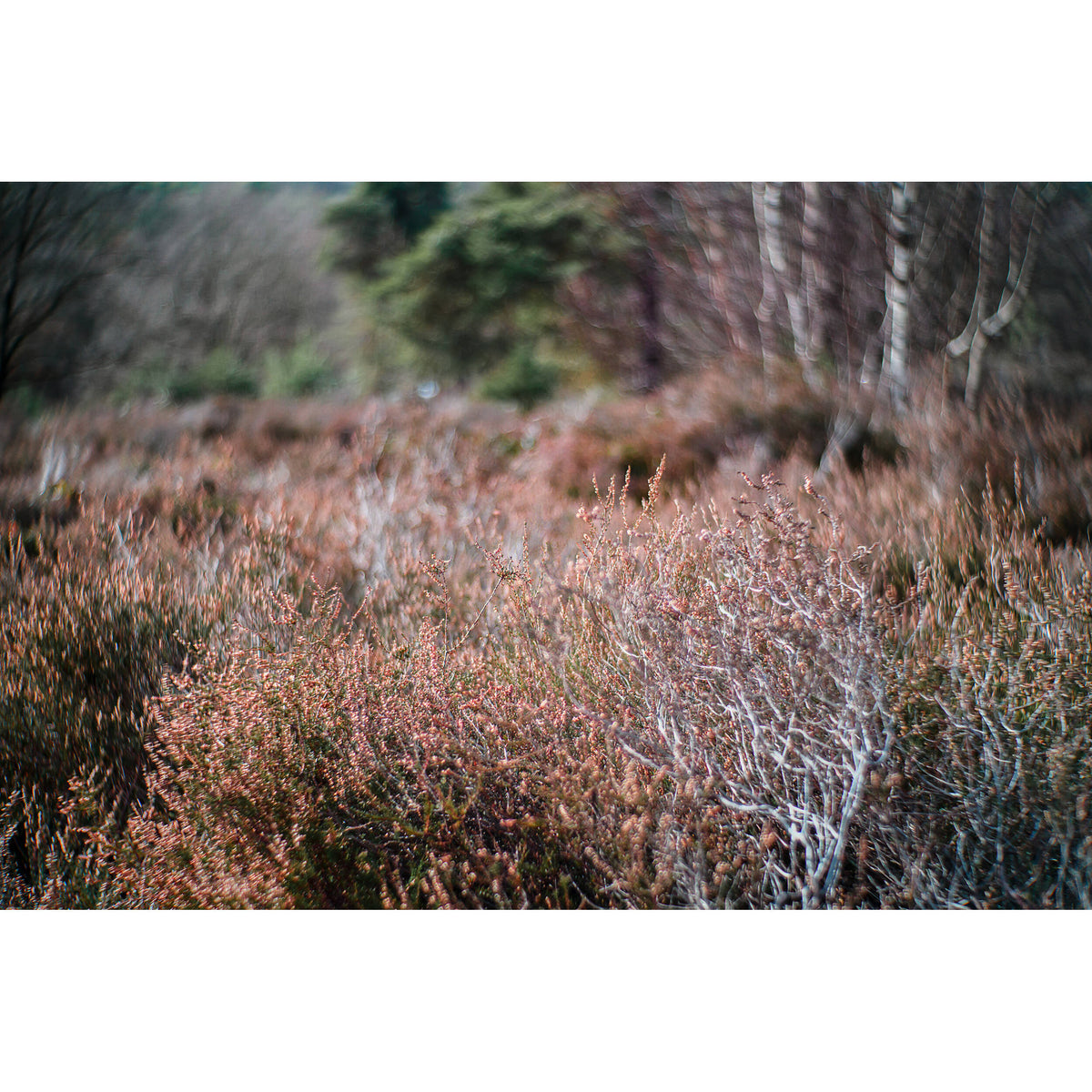 Lente Meyer-Optik Gorlitz Primoplan 58mm f/1.9 II - contenido de la caja