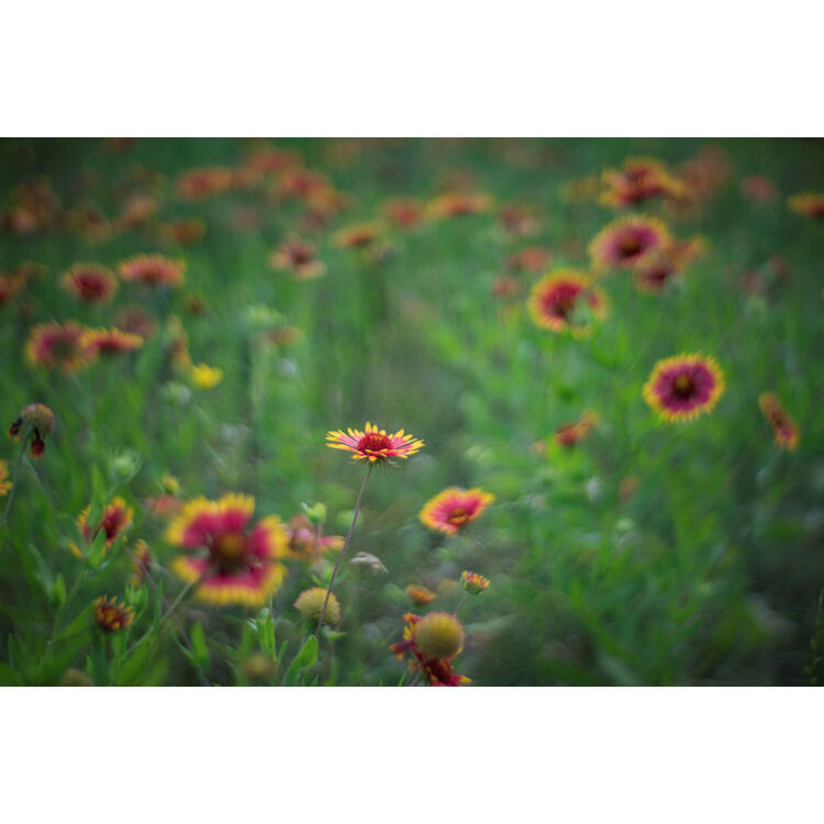 Lente Meyer-Optik Gorlitz Primoplan 58mm f/1.9 II - contenido de la caja