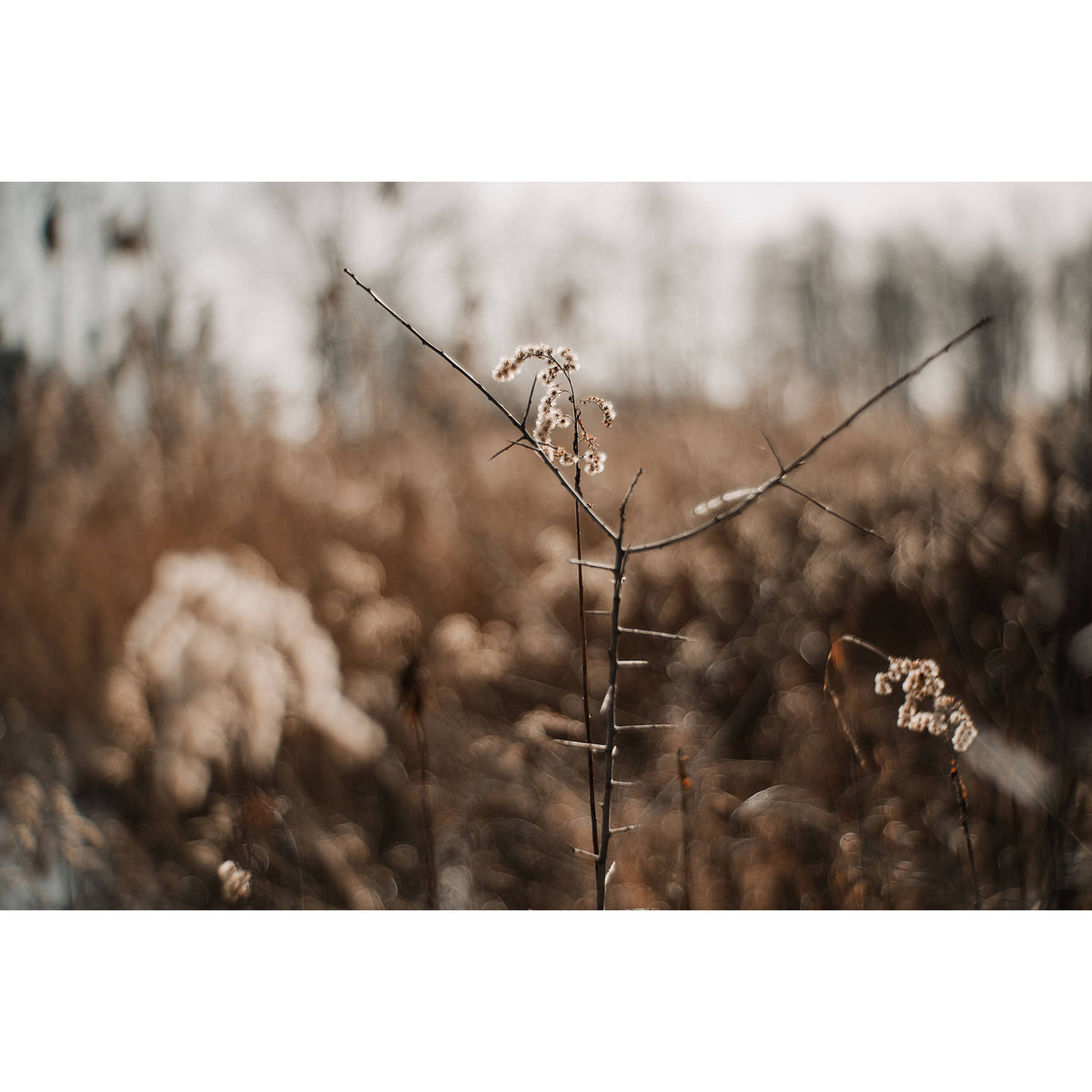 Lente Meyer-Optik Gorlitz Primoplan 58mm f/1.9 II - en uso