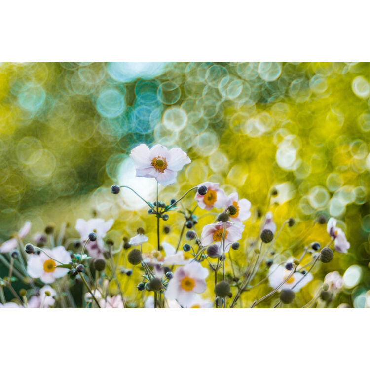 Lente Meyer-Optik Gorlitz Trioplan 100 f2.8 II - en uso