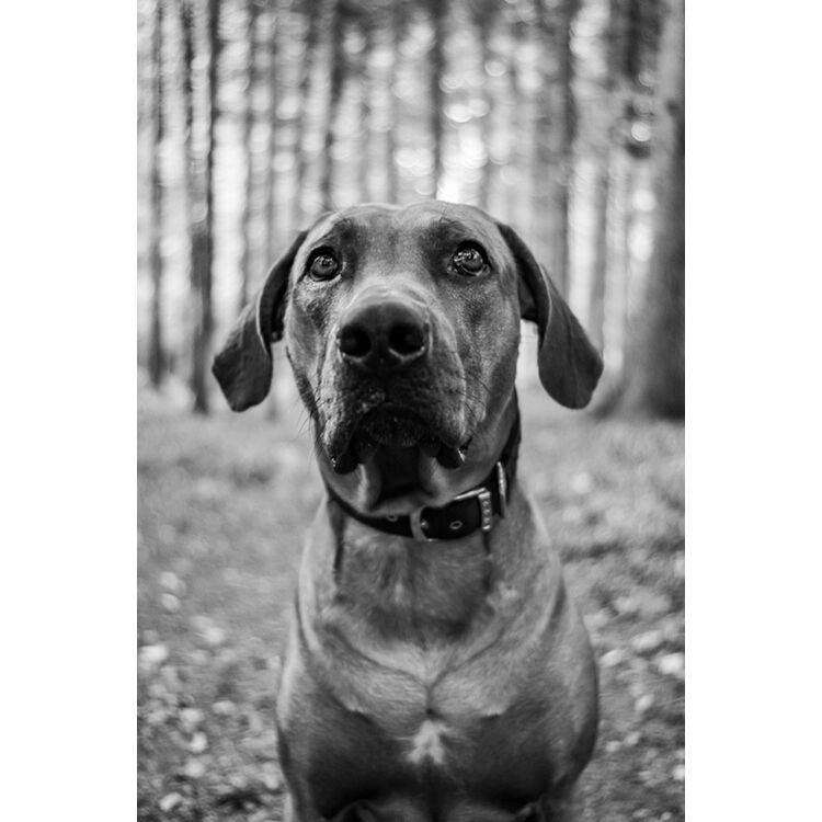 Lente Meyer-Optik Gorlitz Trioplan 35mm f/2.8 II - vista trasera