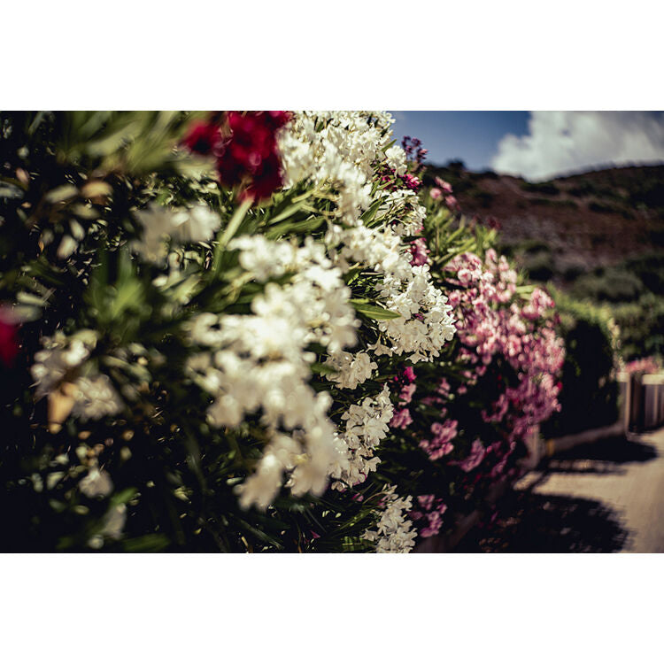 Lente Meyer-Optik Gorlitz Trioplan 35mm f/2.8 II - puertos y conexiones