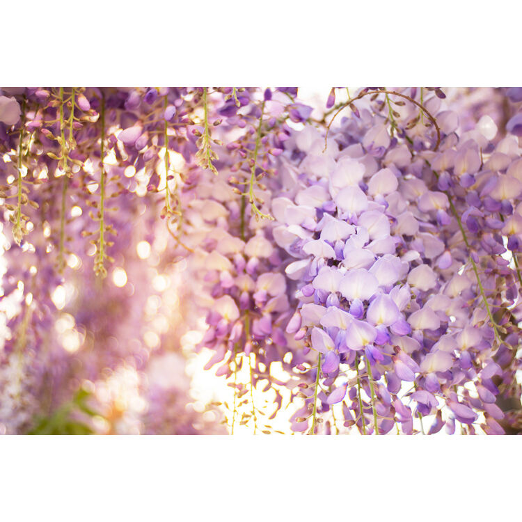 Lente Meyer-Optik Gorlitz Trioplan 35mm f/2.8 II - detalle