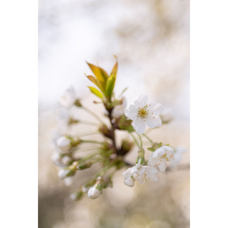 Lente Meyer-Optik Gorlitz Trioplan 50mm f/2.8 II - detalle