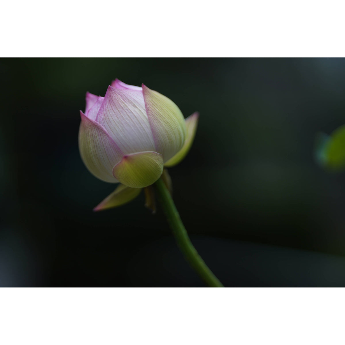 Lente Sigma 85mm f/1.4 DG DN Art - contenido de la caja