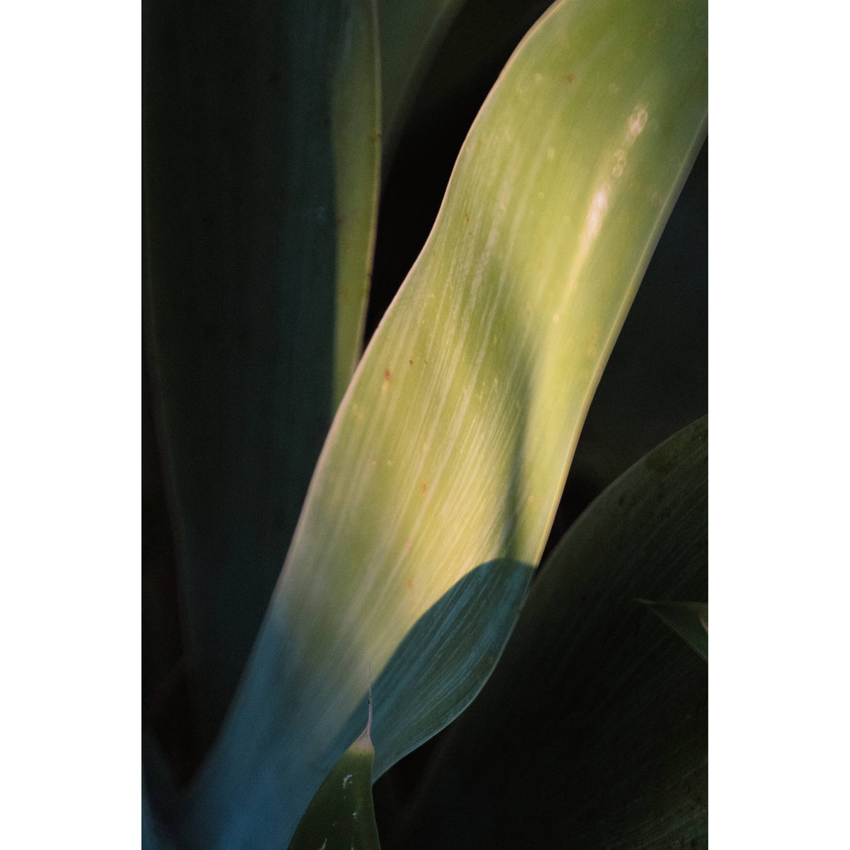 Lente Tokina SZ 300mm f/7.1 Pro Reflex MF CF - contenido de la caja