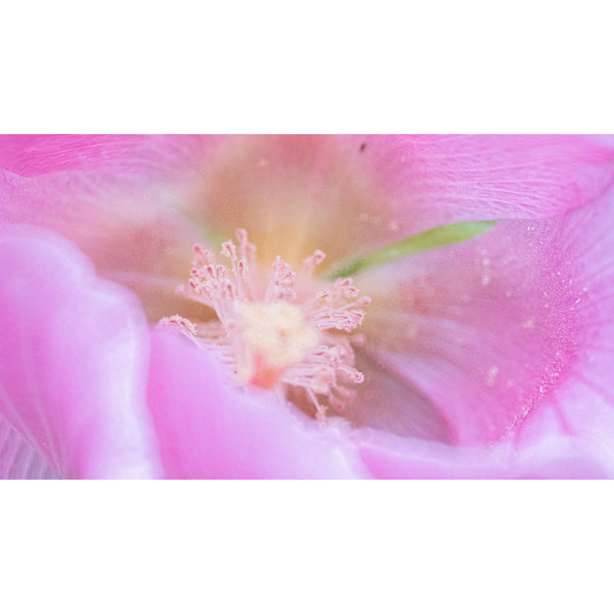 Lente Tokina SZ 600mm f/8 Pro Reflex MF (Montura Sony E)