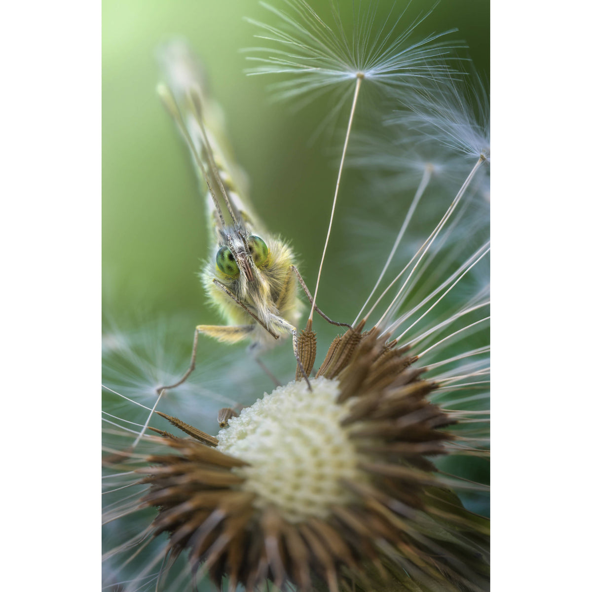 Lente Venus Optics Laowa 100mm f/2.8 2X Ultra Macro APO (Auto Aperture) - vista lateral
